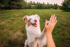 Person high fiving dog